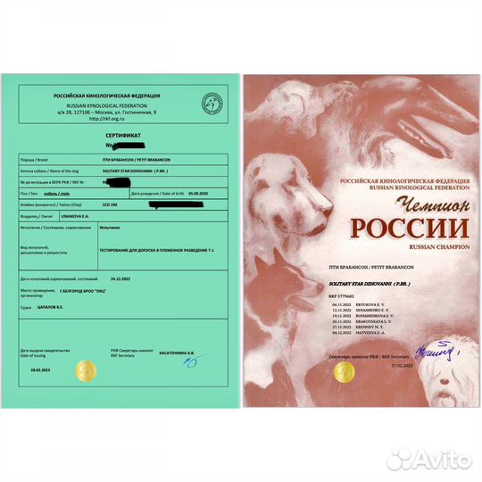 Пти брабансон вязка