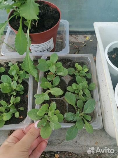 Петунья, ветреница