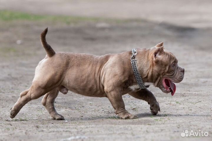 Bully экзот