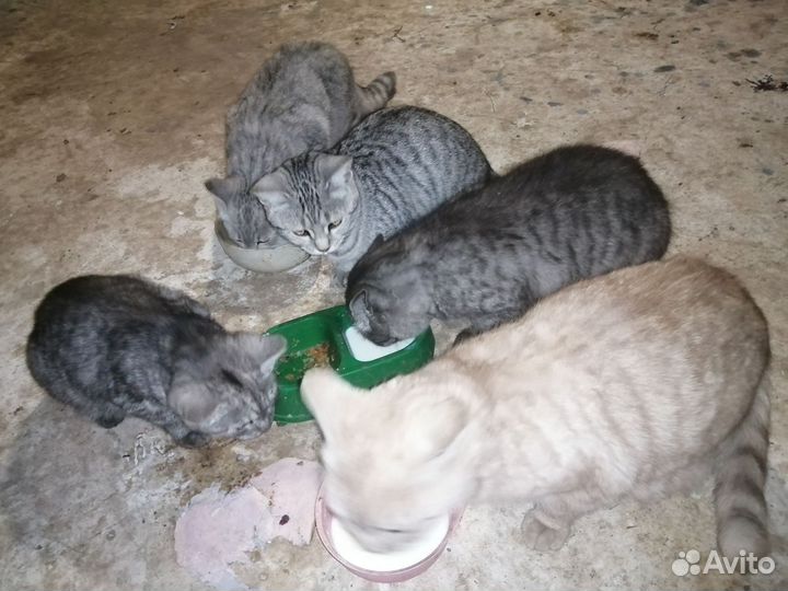 Котенок подросток