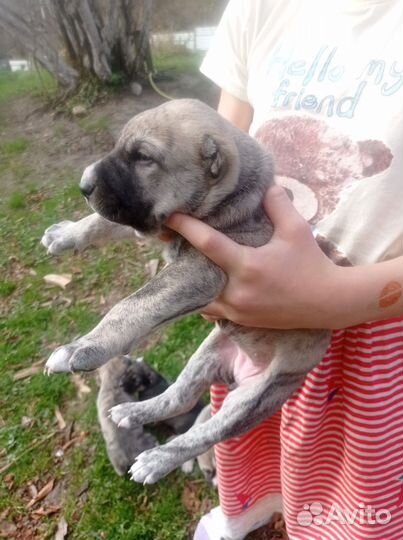 Продам щенков от сао