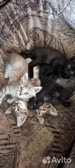 Кошка в дар бесплатно