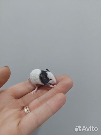 Японская карликовая мышь