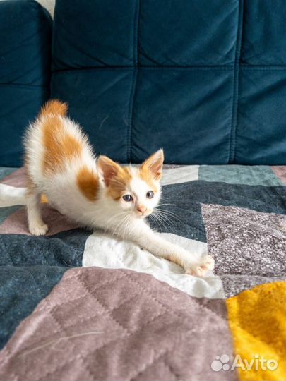 Котенок Лютик (мальчик)