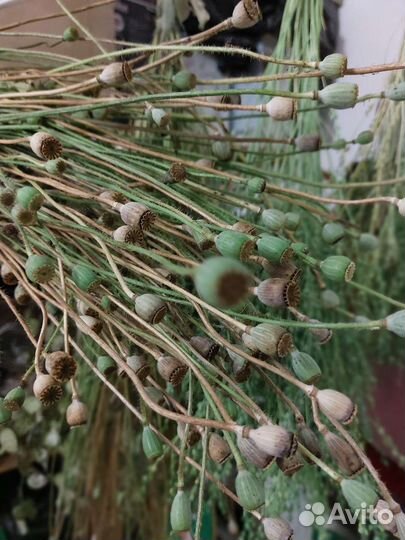 Сухоцвет Мак садовый