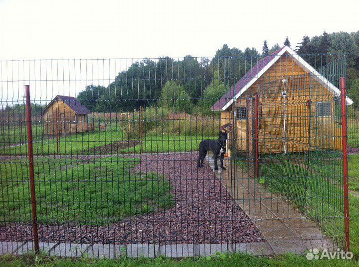 Передержка собак с бесплатным питанием