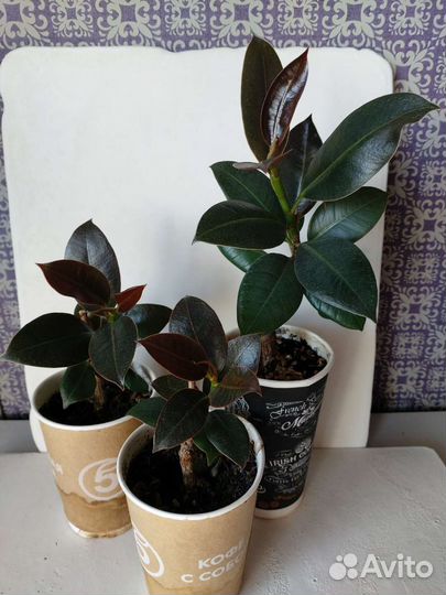 Растения (алоказия, фикус, сансевиерия, фиалка)