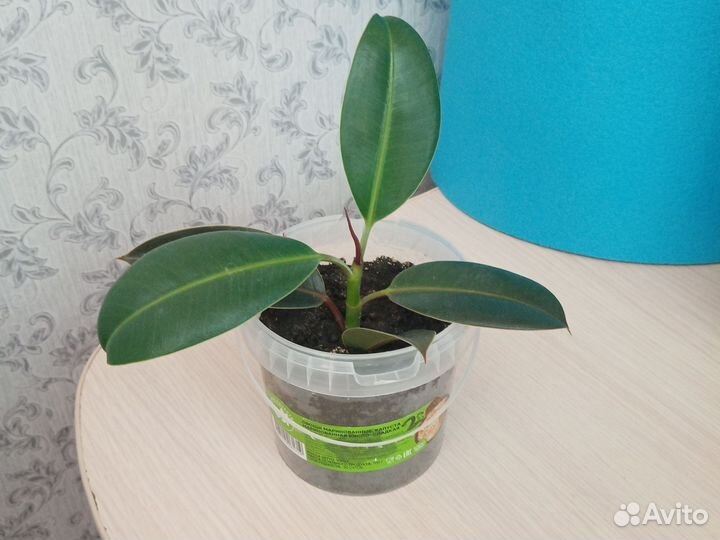 Фикус, с денежным деревом