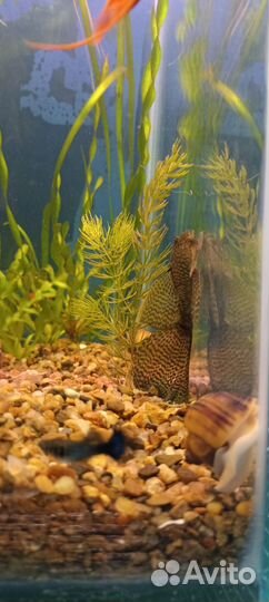 Аквариумные рыбки и растения