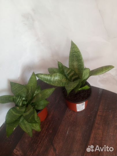 Сансевиерия, комнатные растения