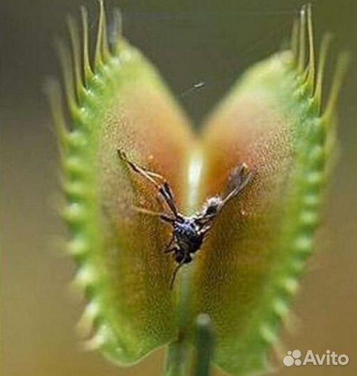 Семена Мухоловки Гигантская ловушка (Giant) 3 шт