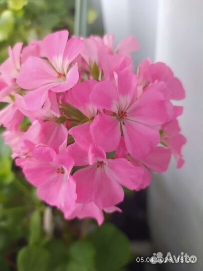 Пеларгонии