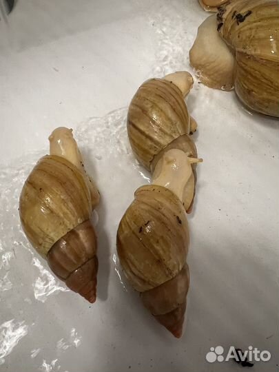 Улитки ахатины альбиносы бесплатно