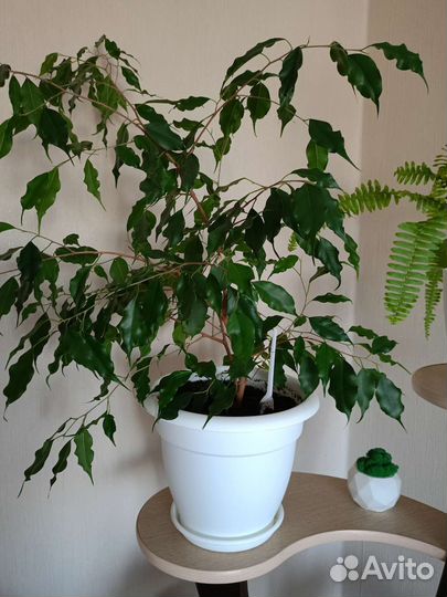 Фикус бенжамина