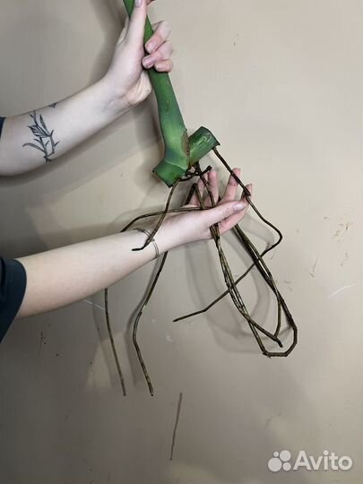 Крупная форма монстера