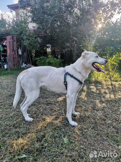 Собака в добрые руки