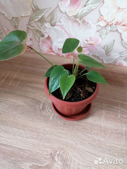 Антуриум 2 шт