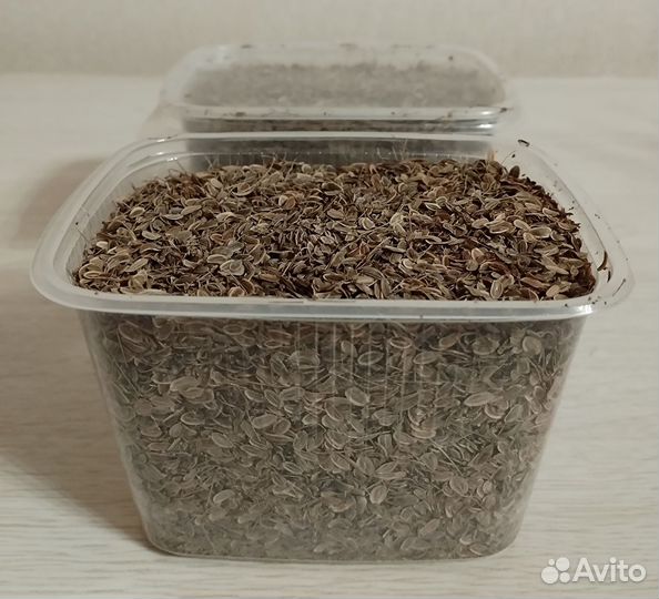 Семена укропа