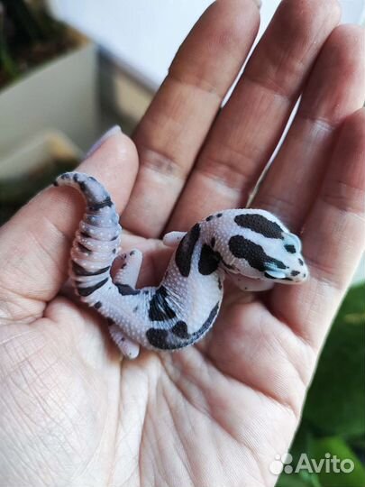 Гемитекониксы