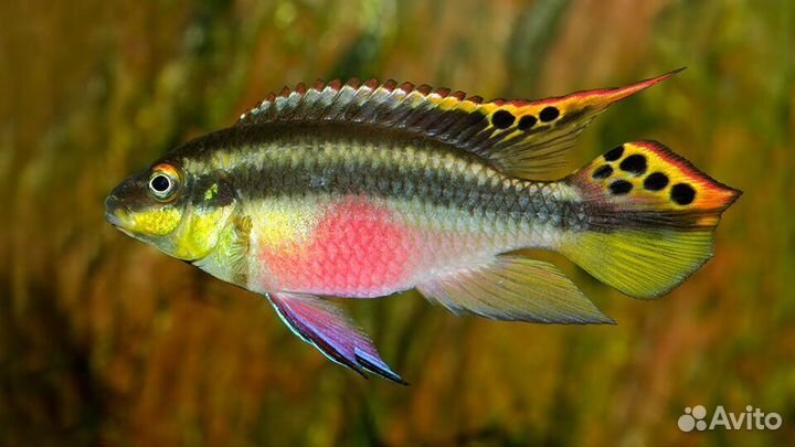 Продам мальков (пельвикахромис) и мальков гуппи