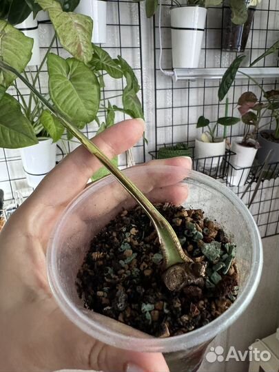 Монстера с желтой вариегатностью aurea