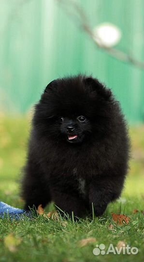 Померанский щпиц мини