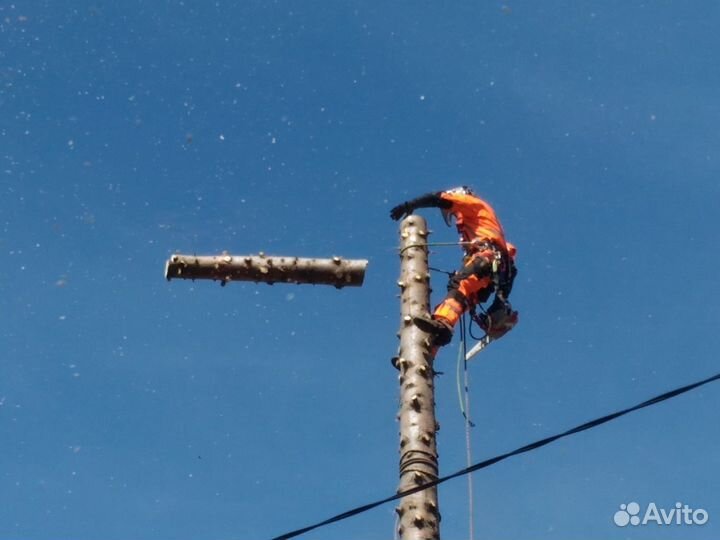 Спил деревьев