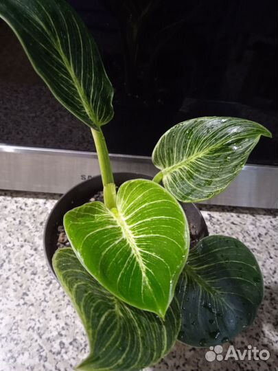 Филодендрон