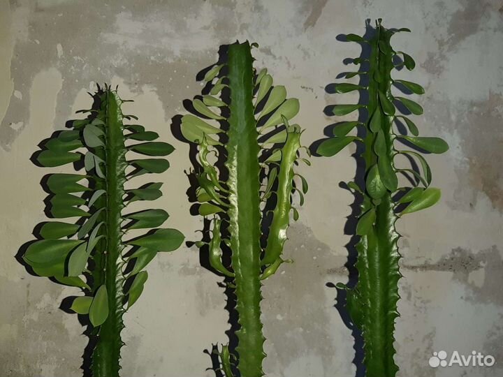 Молочай кактус