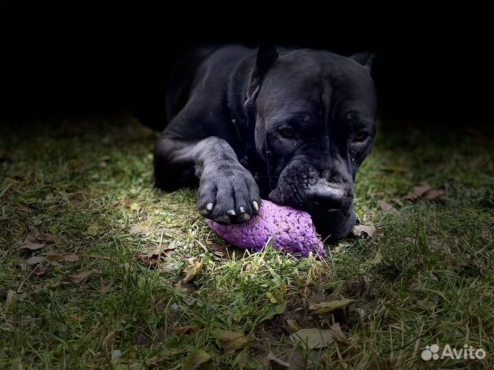Собака для фотосессии