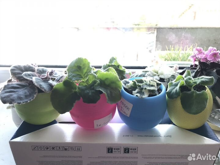 Горшочки для цветов и фиалочки сортовые