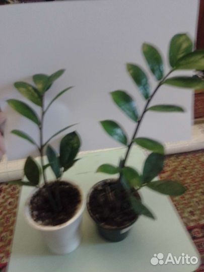 Замиокулькас