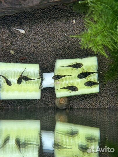 Сомики анциструсы