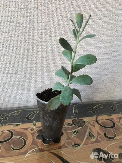 Суккуленты/алое