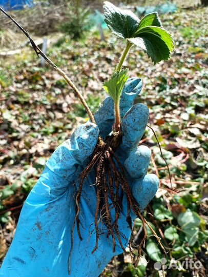 Рассада клубники