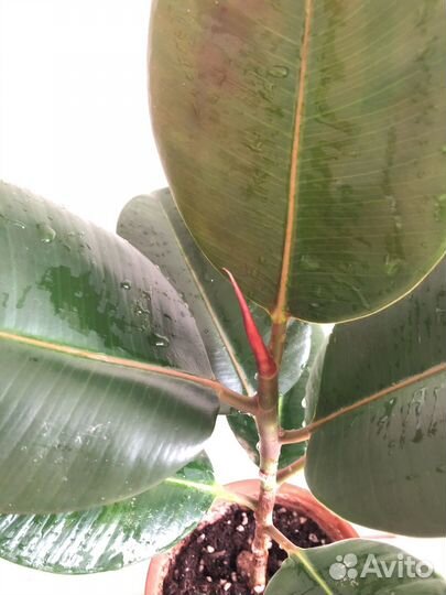 Фикус каучуконосный эластика