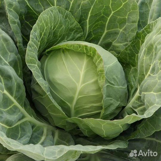 Капуста белокочанная
