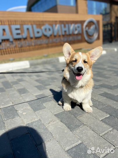 Вельш-корги пемброк