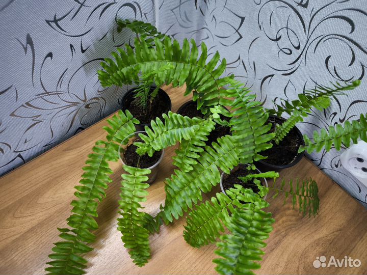 Папоротник