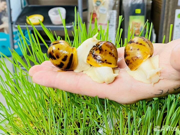 Ахатина ретикулята альбино