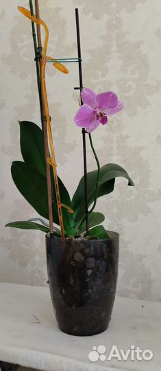 Орхидея