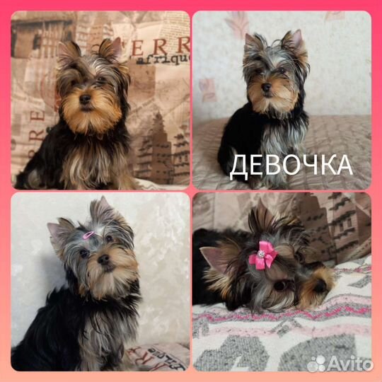 Йоркширский терьер щенки