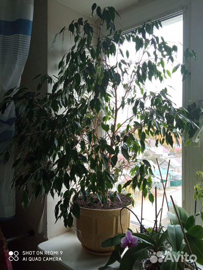 Фикус Бенджамина