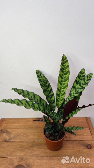 Калатея лансифолия