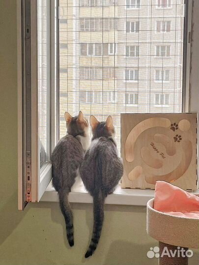 Прелестные котятки в добрые ручки