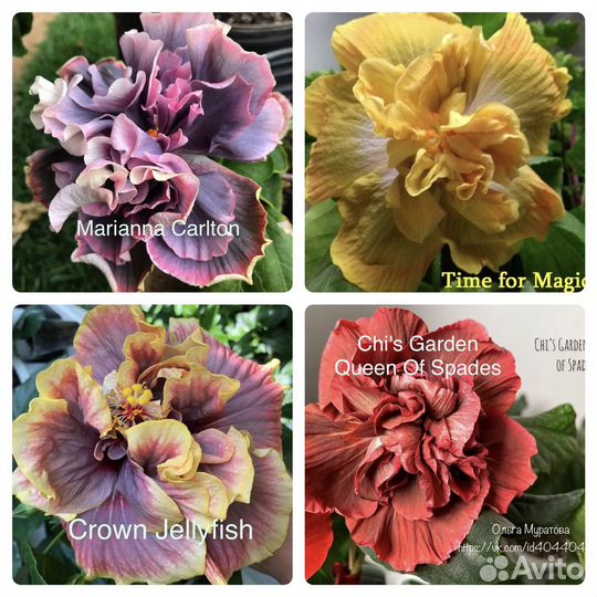 Шикарные гибискусы