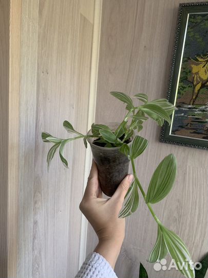 Комнатные растения