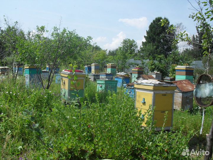 Пчела пакеты карника, бакваст