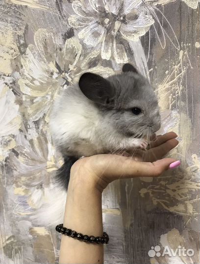 Детеныши шиншилл (Амур и Лорд)