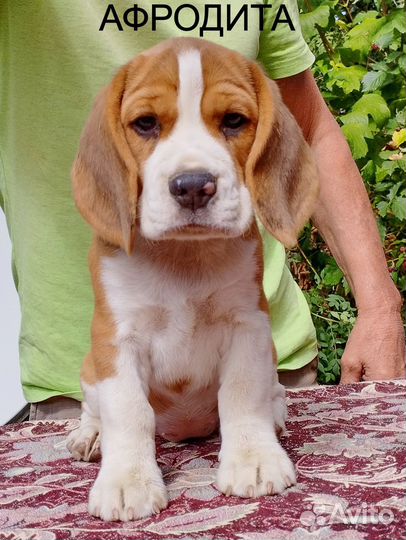 Щенки Бигль